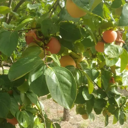 Villa Trulli Vittoria *