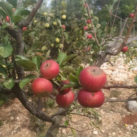 Villa Trulli Vittoria Fasano